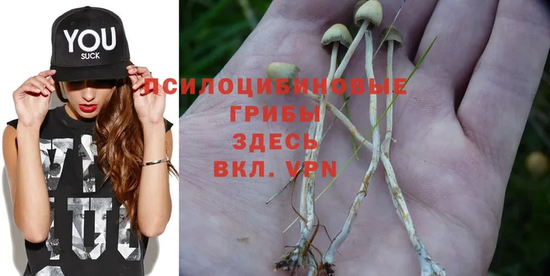 Галлюциногенные грибы Magic Shrooms  купить  цена  ссылка на мегу вход  Кукмор 